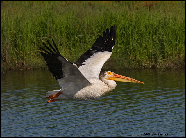 _1SB5948 american white pelican.jpg